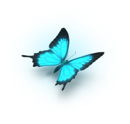 butterfly